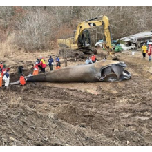 Deceased right whale in dirt surrounded by people