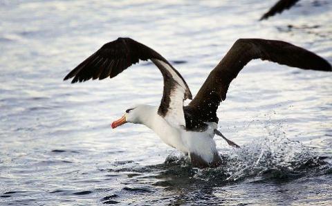 albatross Black-browed albatross | bird | Britannica