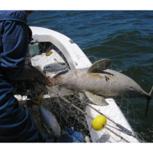 Franciscana dolphin caught dead in a gillnet in Argentina (P. Bordino).